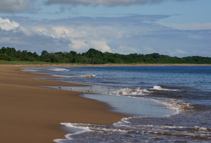 Sandpipers along the surf at Playa El Arenal — Pedasí, Panama