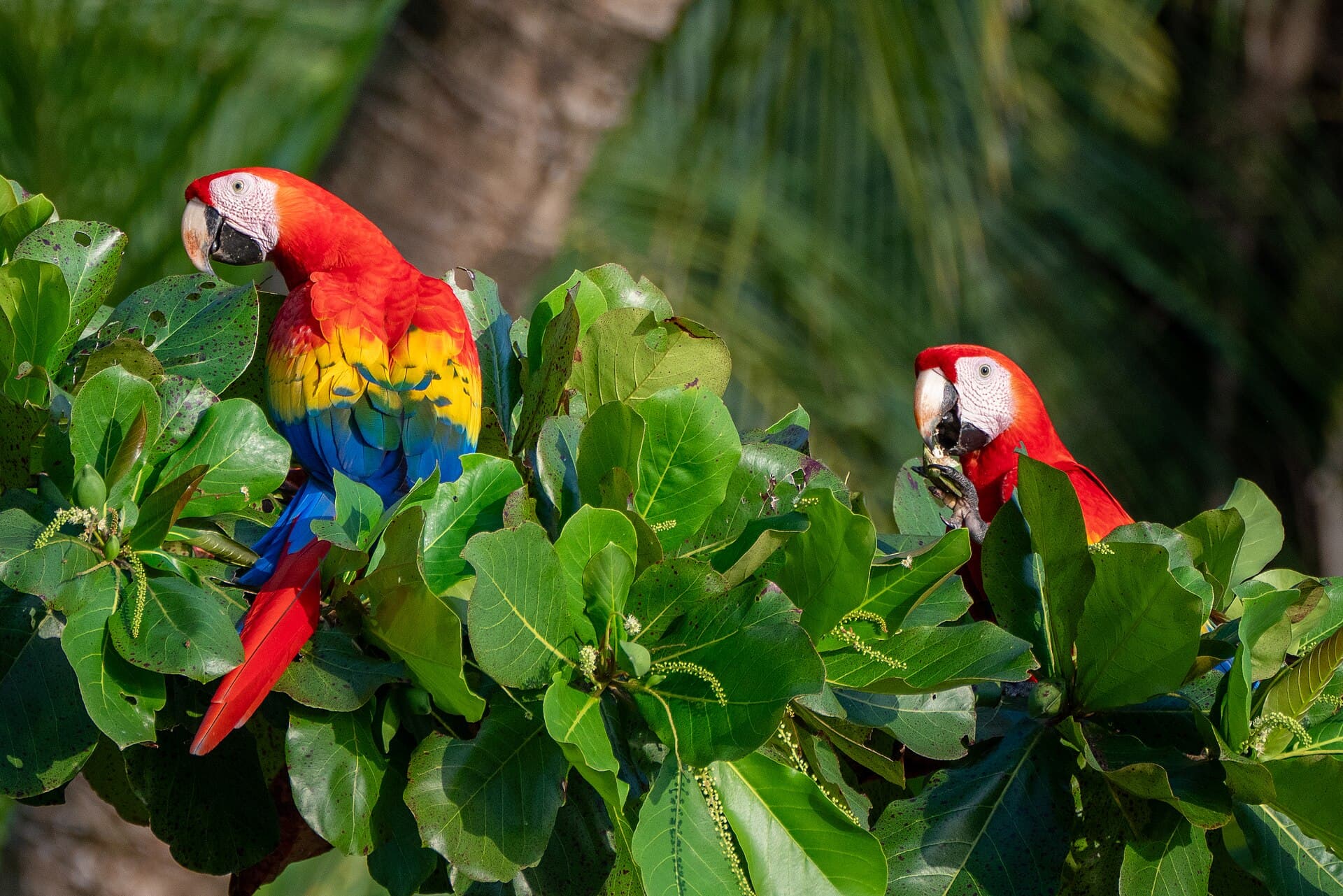 Scarlet macaws at Uvita beach — Costa Rica