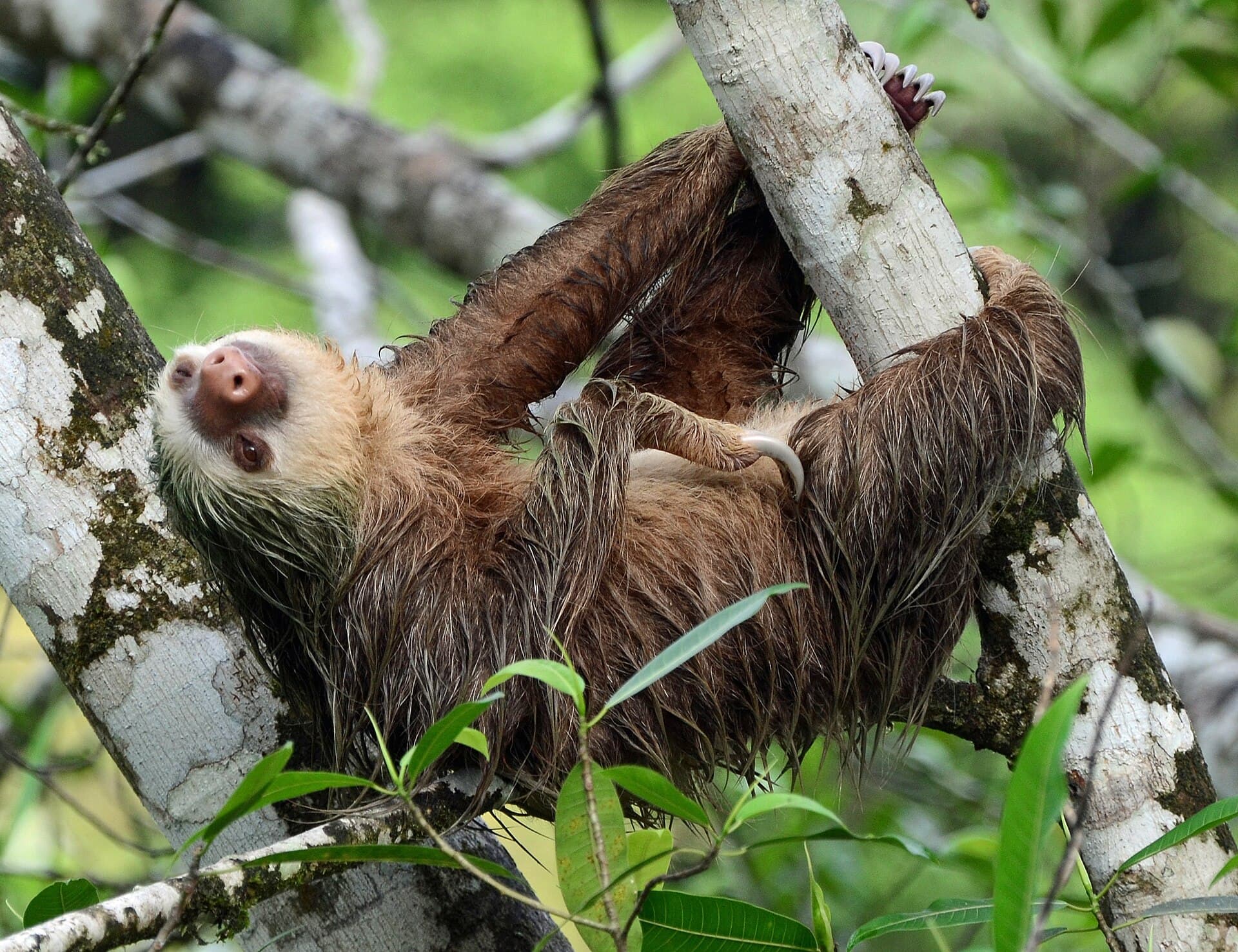 A two-toed sloth, emblem of the Caribbean coast — Puerto Viejo, Costa Rica